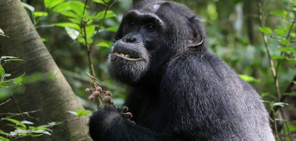 A chimpanzee eats the fruit of a Ficus exasperata tree, in Uganda's Budongo Central Forest Reserve, in a file image taken by Dr.  Elodie Freymann, with the University of Oxford's School of Anthropology and Ethnographic Museum, and provided in connection with a study on monkeys The use of medicinal plants that was published on June 21, 2024 in the scientific journal PLOS ONE.  / Credit: Dr.  Elodie Freymann/University of Oxford/PLOS ONE